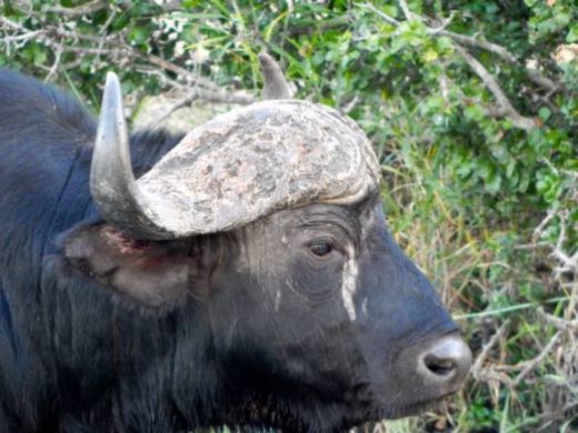 African Buffalo Looks like an English barrister?