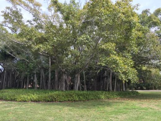 Banyan 2