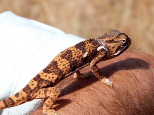 Chameleon 2