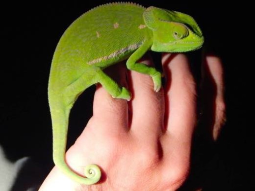 Chameleon