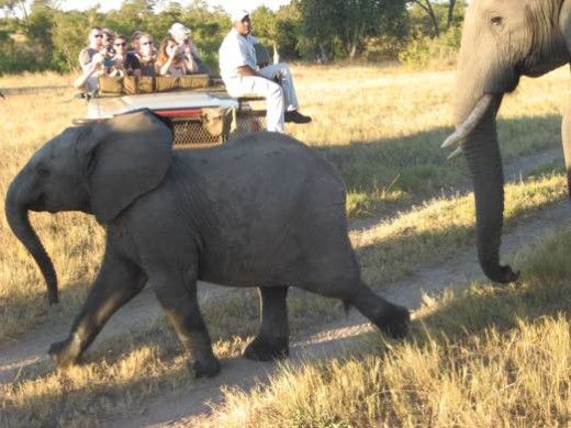 Close to the elephants