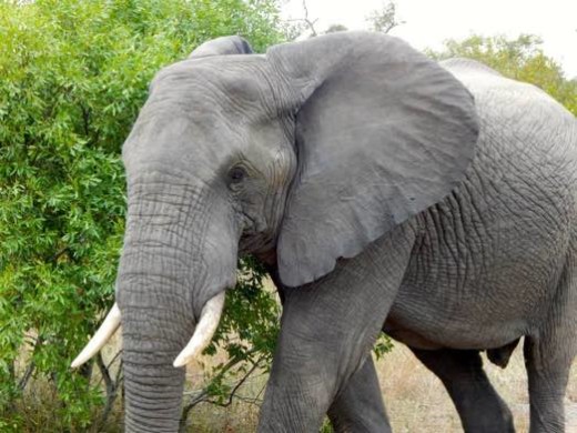 Elephant with ear marking