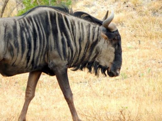George the resident wildebeest