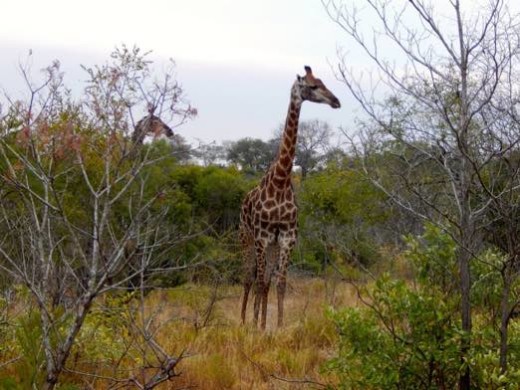 Giraffe 3