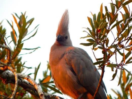 Go-Away Bird