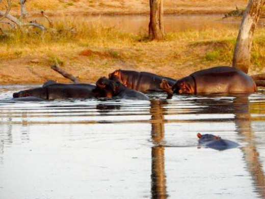 Hippos