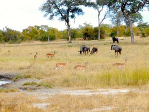 Impala and Wildebeest at watering hole
