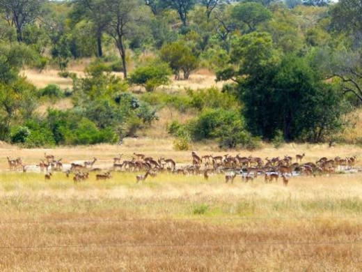 Impala at watering hole
