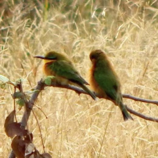 Little Bee-Eater