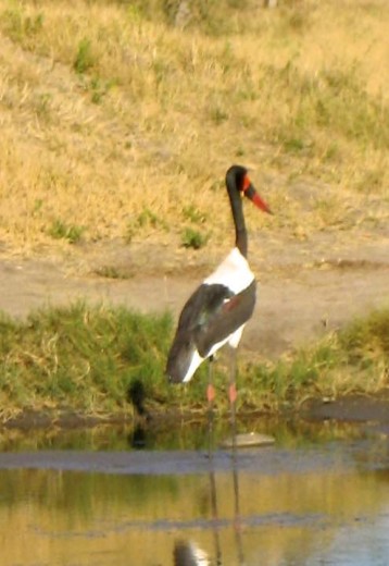 Saddle-Billed Stork