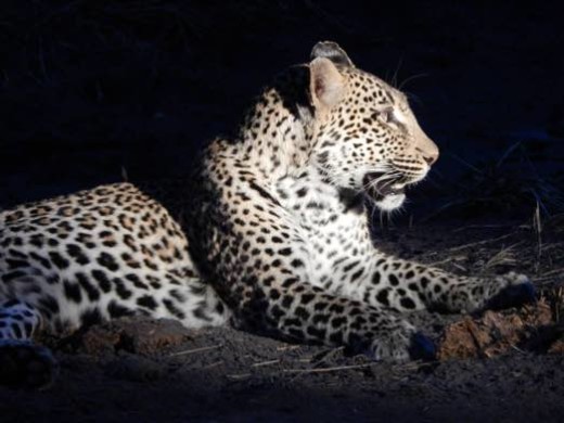 Spotted Leopard at Night