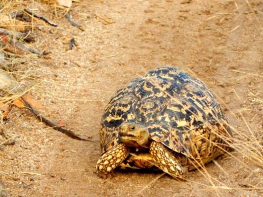 Turtlejpg
