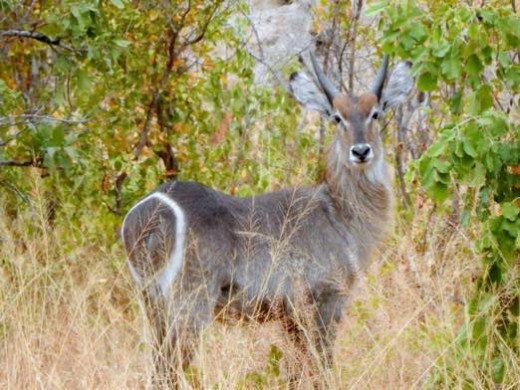 Waterbuck