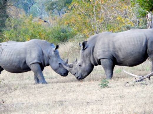 White Rhino