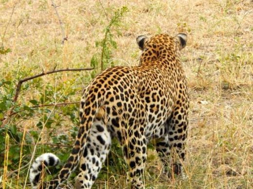leopard back