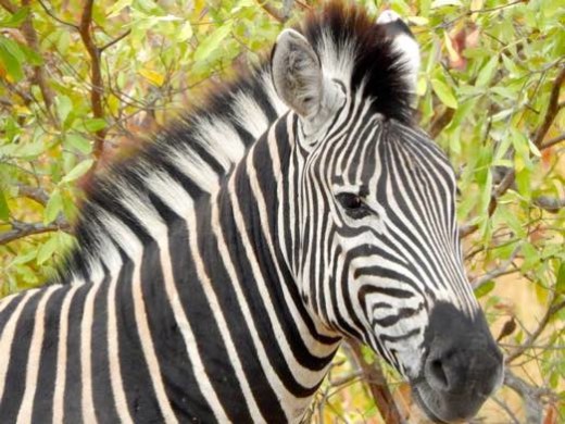 zebra
