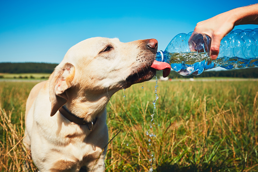 Five Great Books About Dogs - Woman Around Town