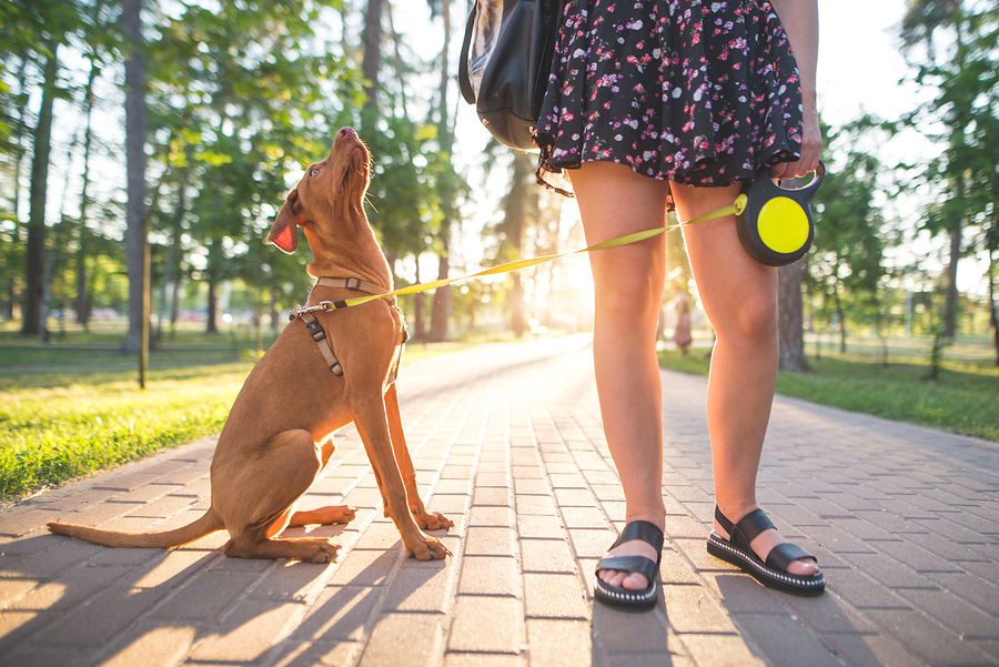 Summer Dog Safety 101 With Canine Authority Jeff Franklin - Woman 